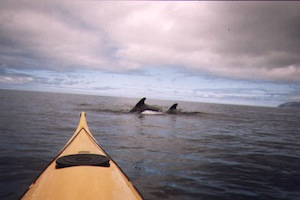 (Whales join a North River Kayak Tour) 