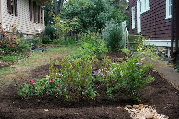 A rain garden, like this one in Baltimore, Maryland, is a shallow depression planted with deep-rooted native plants and grasses and positioned near a runoff source to slow and absorb storm water - photo: bluewaterbaltimore.org