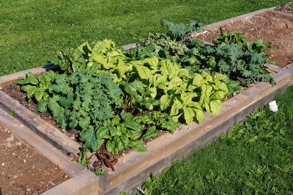 A raised bed built by Len Vassallo and volunteers at the CBU Community Garden - photo: Tim Rawlings