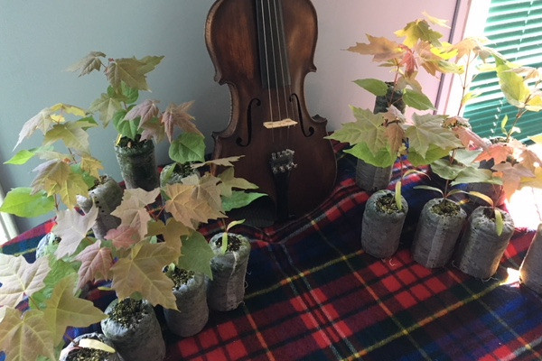 A few of the more than 20,000 maple tree saplings Celtic Colours plans to distribute for planting around Cape Breton Island this fall, in partnership with Strathlorne Nursery  - submitted photo 